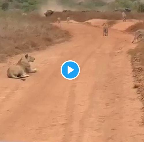 Buffalo herd chases pride of lions away video goes viral