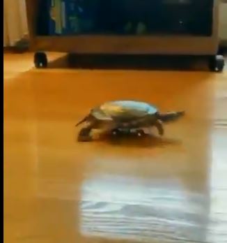 വണ്ടീല്‍ക്കേറി ന്യൂജെന്‍ ഫ്രീക്കന്‍ "ആമ" Tortoise viral use toycar to move around video goes viral Sharing is caring..Please like..share and subscribe! keralaregion.com, kerala region.com, kerala region 