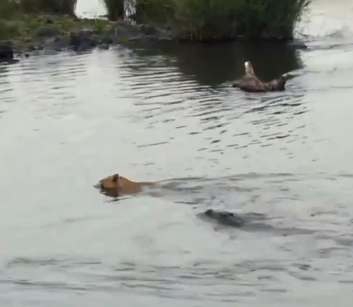 Video: മുതലയുടെ പിടിയിൽ നിന്ന് വഴുതി മാറി സിംഹം; Lion manages to slip away from a crocodile attack